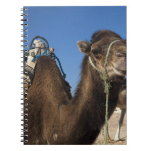 Cuaderno Túnez, desierto del Sahara, Douz, Zone Touristique