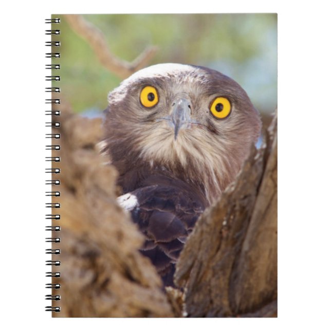 Cuaderno Un águila culebrera de pecho blanco (Frente)