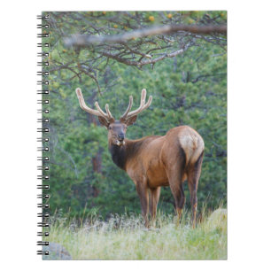 Cuaderno Un alce mirando hacia atrás Montañas Rocosas