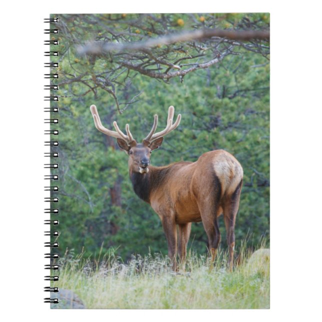 Cuaderno Un alce mirando hacia atrás | Montañas Rocosas (Frente)