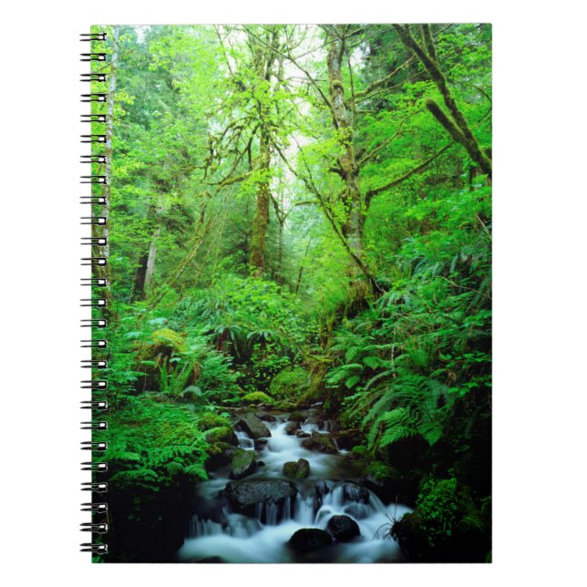 Cuaderno Un arroyo en un bosque de viejo crecimiento (Frente)