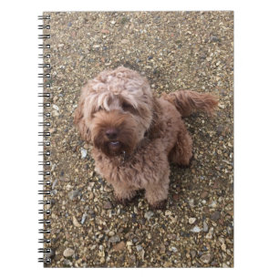 Cuaderno Un bloc de notas de Cavapoo súper dulce