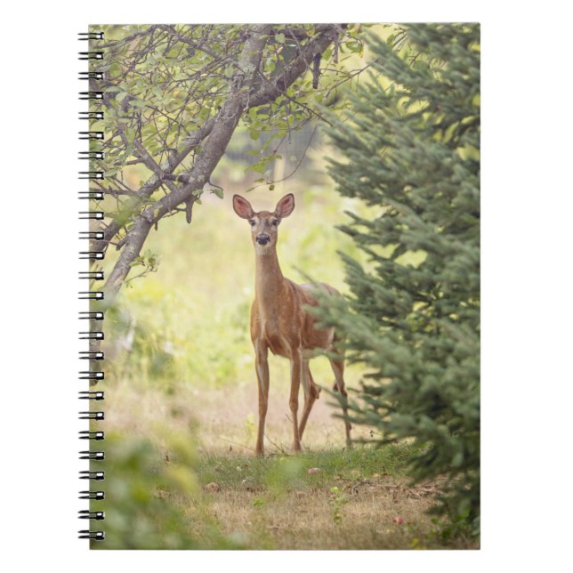 Cuaderno Un ciervo solitario (Frente)