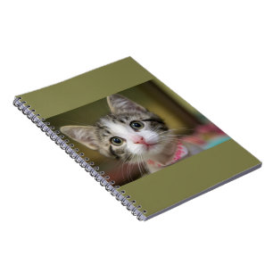 Cuaderno Un gatito lindo con ojos verdes