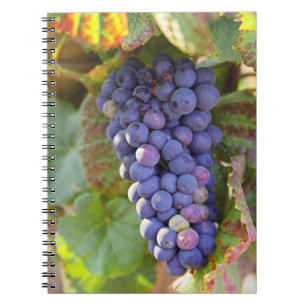Cuaderno Un racimo de uvas Pinot Noir en un Chambertin