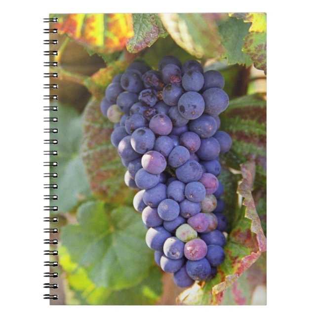Cuaderno Un racimo de uvas Pinot Noir en un Chambertin (Frente)
