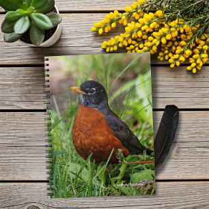 Cuaderno Un Robin estadounidense esperanzador