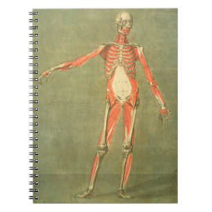 Cuaderno Un sistema muscular más profundo del frente del