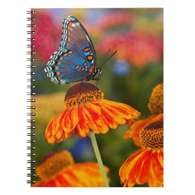Cuaderno Una cola de golondrina Spicebush, Papilio troilus (Frente)