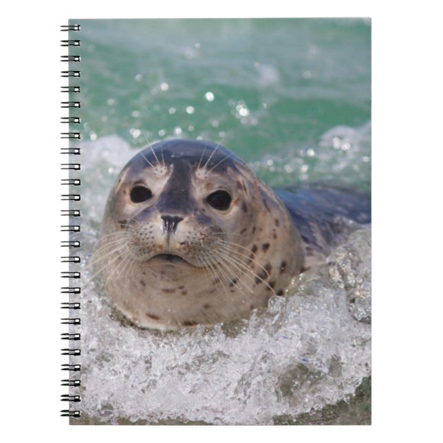Cuaderno Una cría de foca surfeando (Frente)