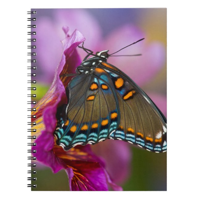 Cuaderno Una mariposa cola de golondrina (Frente)