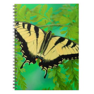 Cuaderno Una Mariposa Cola de Golondrina Aterrizando