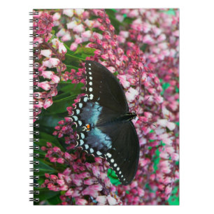 Cuaderno Una Mariposa de Azufre En La Familia Phoebis