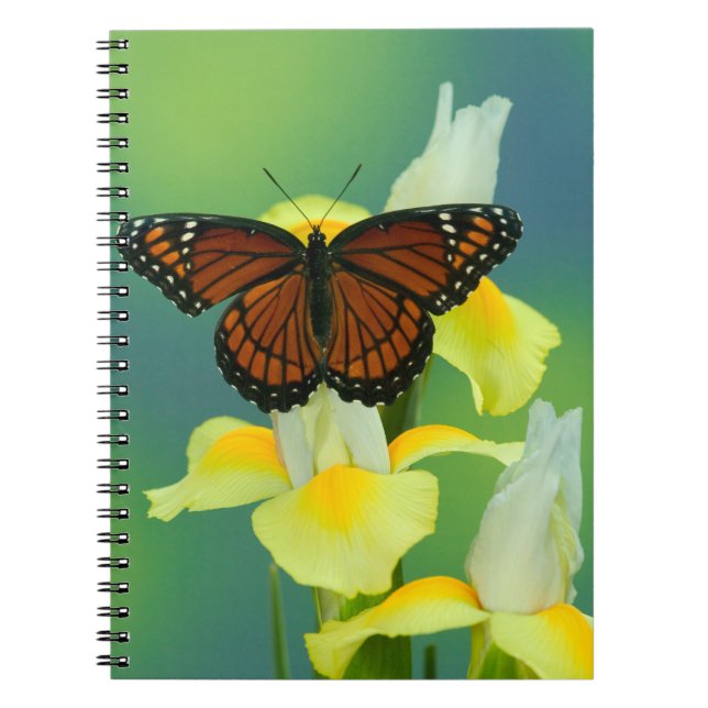 Cuaderno Una mariposa virrey en un iris japonés amarillo (Frente)