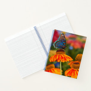 Cuaderno Una Papilio troilus, Papilio troilus