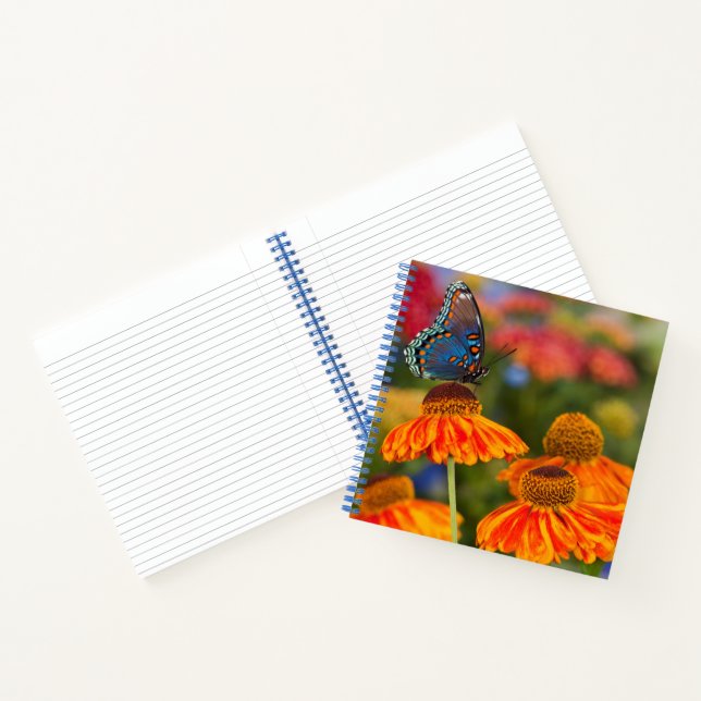 Cuaderno Una Papilio troilus, Papilio troilus (Interior)