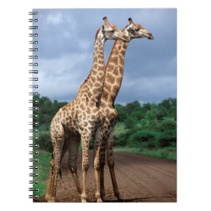 Cuaderno Una pareja de jirafas en la carretera, Kruger Nati