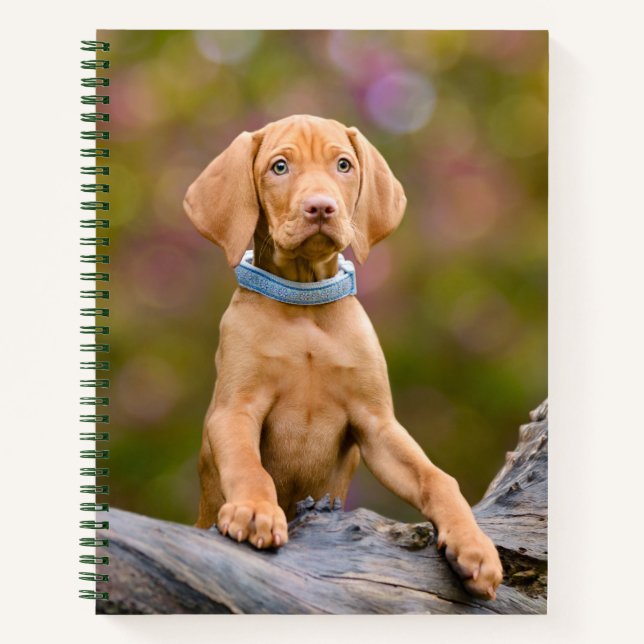 Cuaderno Una pequeña foto de un perro de la especie Vizsla  (Anverso)