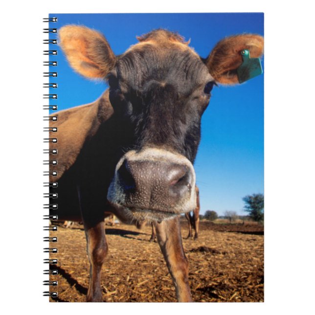 Cuaderno Una vaca de Jersey siendo inquisitiva (Frente)