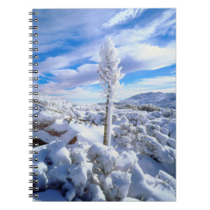 Cuaderno Una yuca cubierta de nieve
