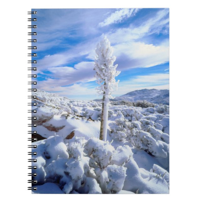 Cuaderno Una yuca cubierta de nieve (Frente)