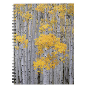Cuaderno UTAH. EE. UU. Arboleda de álamos temblones (Populu