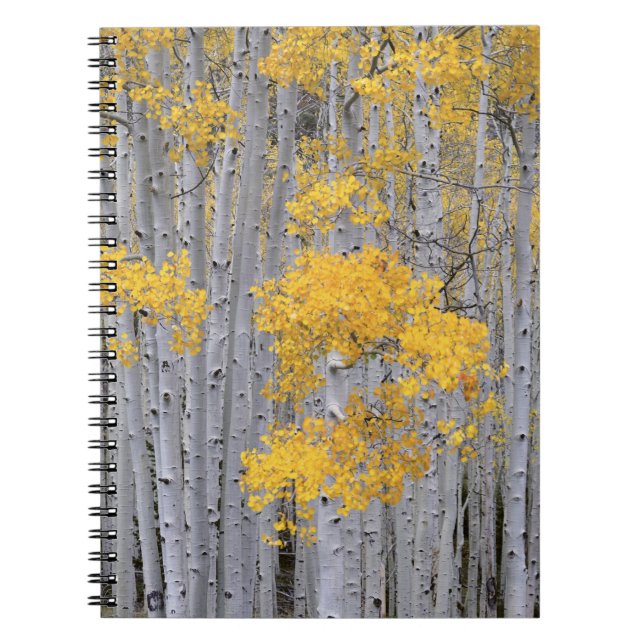 Cuaderno UTAH. EE. UU. Arboleda de álamos temblones (Populu (Frente)
