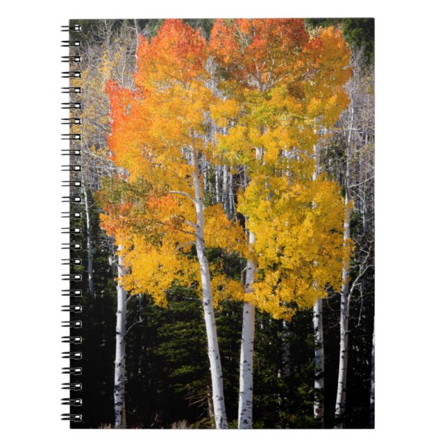 Cuaderno Utah, EE. UU. Árboles de Aspen (Populus Tremuloide (Frente)