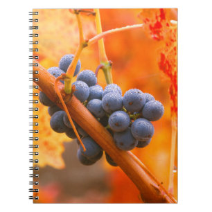 Cuaderno Uva Madura En Viñedo