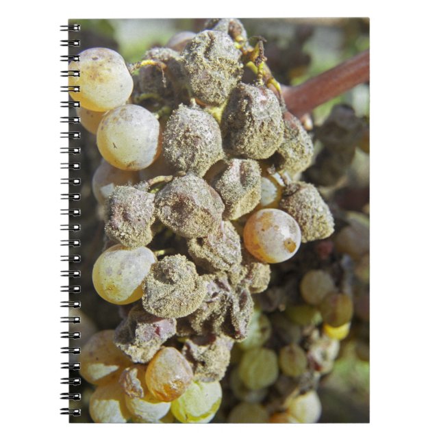 Cuaderno Uvas de semillón con putrefacción noble. en el mom (Frente)