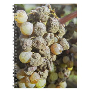 Cuaderno Uvas Semillon con podredumbre noble en el momento 