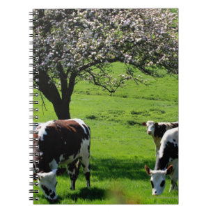 Cuaderno Vaca entre manzanos en flor en Normandía