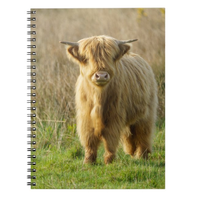 Cuaderno Vaca Highland (Frente)
