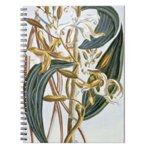 Cuaderno Vainas de la vainilla, placa 65, de la 'colección