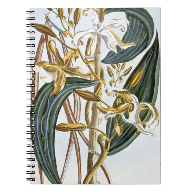 Cuaderno Vainas de la vainilla, placa 65, de la 'colección (Frente)