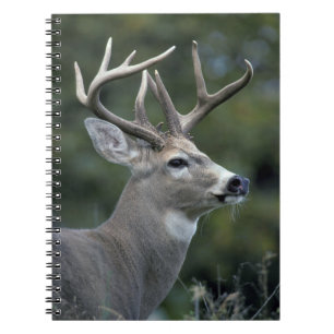 Cuaderno Venado de cola blanca   Estado de Washington