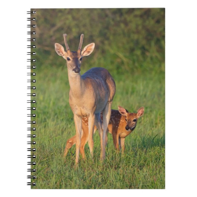 Cuaderno Venado de cola blanca | Hábitat herbáceo (Frente)