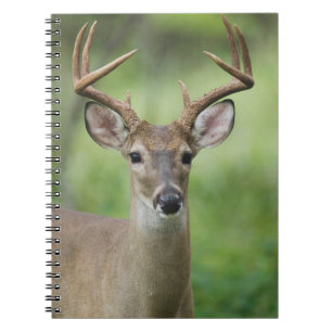 Cuaderno Venado de cola blanca   Hill Country, Texas