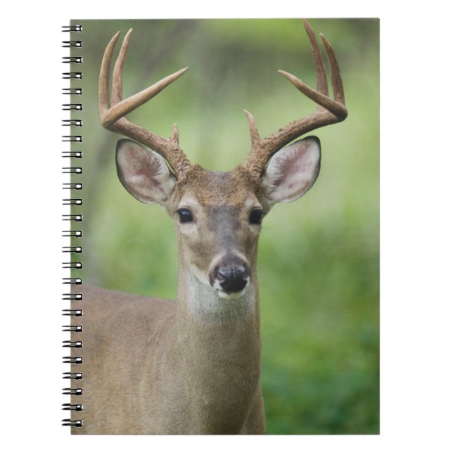 Cuaderno Venado de cola blanca | Hill Country, Texas (Frente)