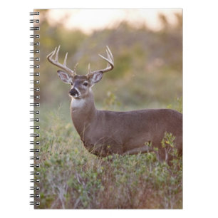 Cuaderno venado de cola blanca (Odocoileus virginianus) mac