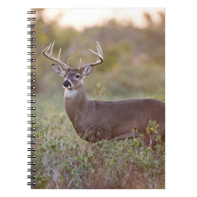 Cuaderno venado de cola blanca (Odocoileus virginianus) mac (Frente)