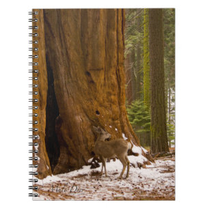 Cuaderno Venado Mula