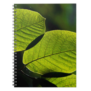 Cuaderno Venas foliáceas de hojas de hocico