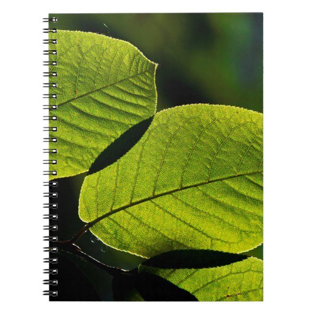 Cuaderno Venas foliáceas de hojas de hocico (Frente)