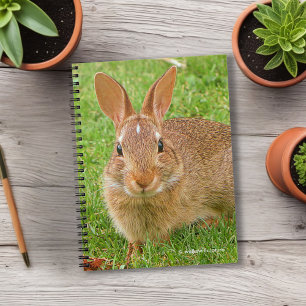 Cuaderno Verdes de masticación de conejo en la autopista de