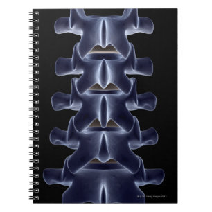 Cuaderno Vertebra lumbar 2