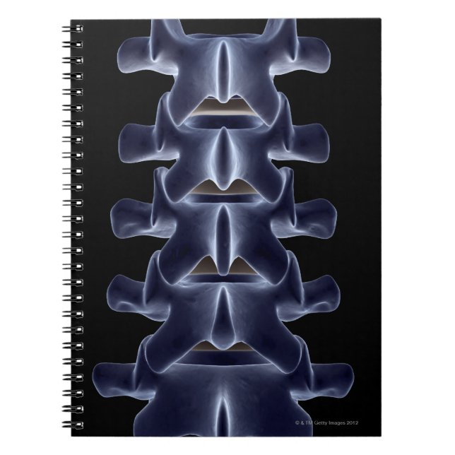 Cuaderno Vertebra lumbar 2 (Frente)