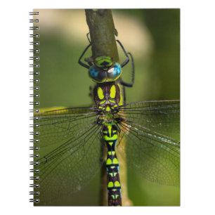 Cuaderno Vibrante Hawker Dragonfly Close - Foto de Wildlife