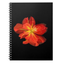 Vibrante Naranja Begonia Macro