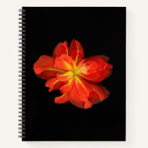 Vibrante Naranja Begonia Macro